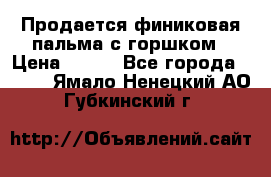 Продается финиковая пальма с горшком › Цена ­ 600 - Все города  »    . Ямало-Ненецкий АО,Губкинский г.